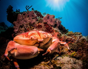 Buster Crab. He is about 10 inches across and was very fe... by Steven Miller 